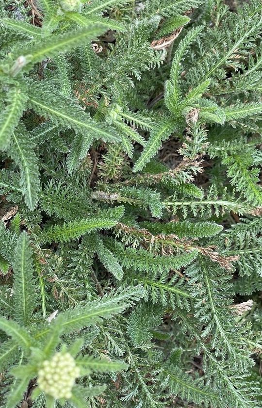 California Native Plant Groundcover - yarrow