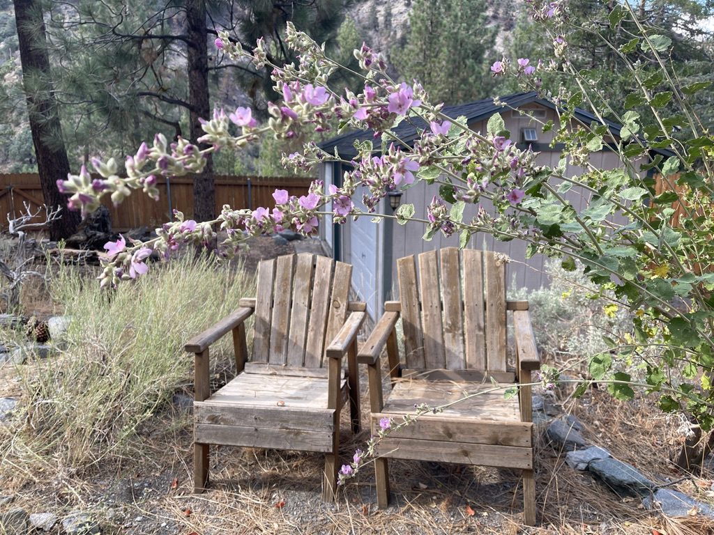 California native garden with wooden chairs in the background and a blooming chaparral mallow in the foreground