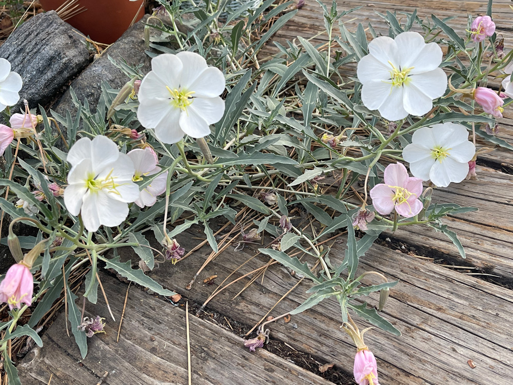 eveningprimrose