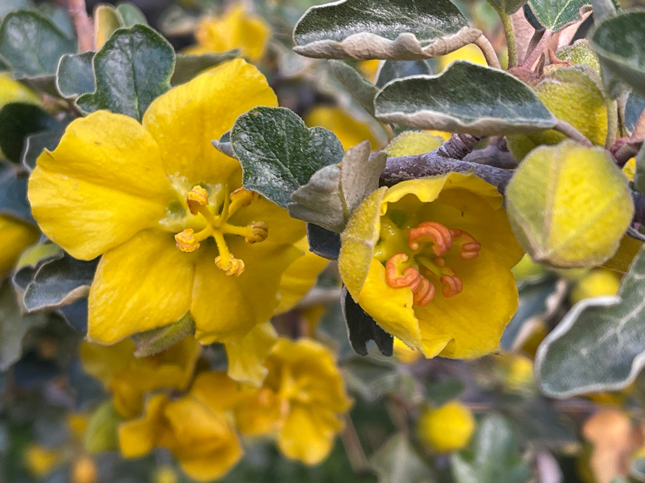 Detail of a Flannel Bush flower in rich yellow with a full open bloom and a partial bloom and a bud