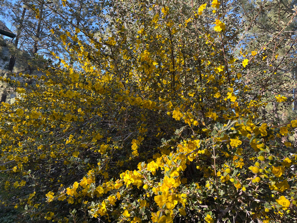 fullflannelbush