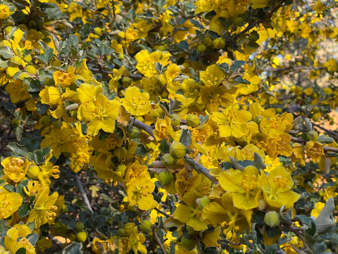 glamorshot-flannelbush