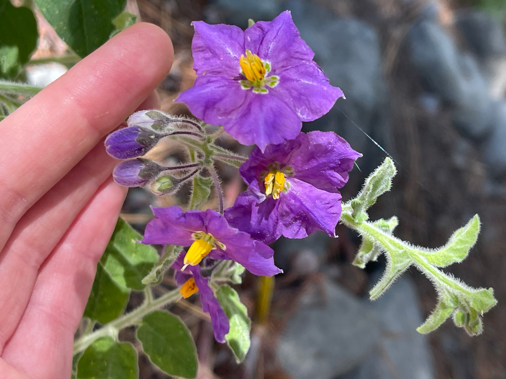 purplenightshade