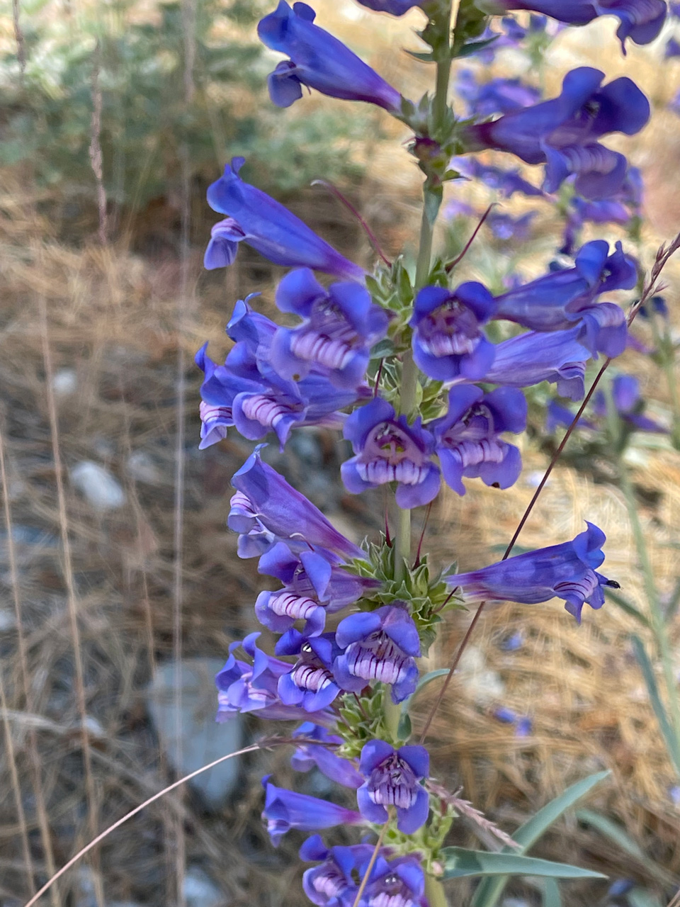 royalpenstemon