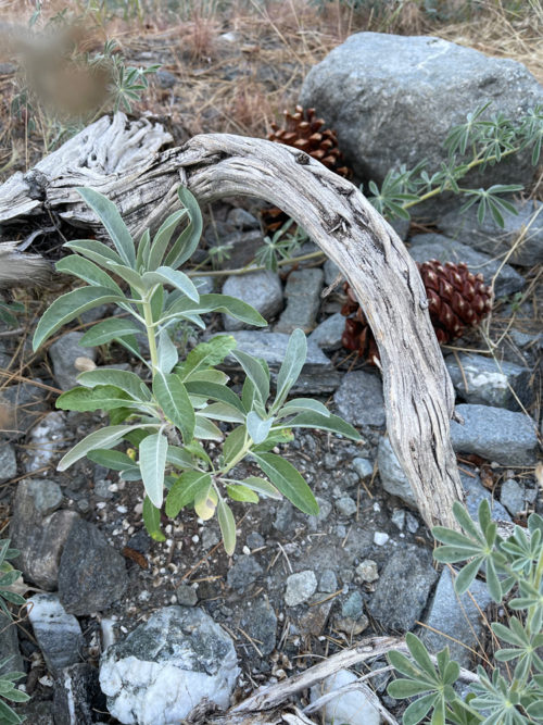 white sage