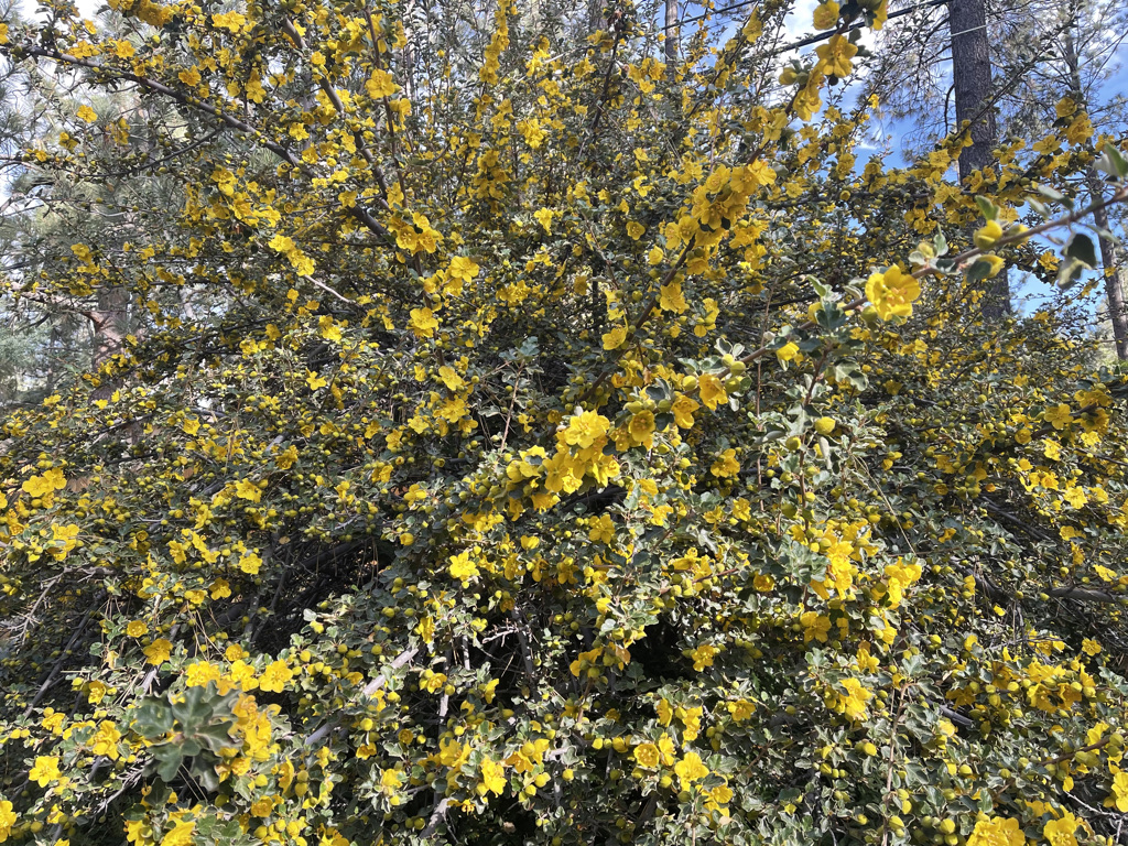 wholeflannebush