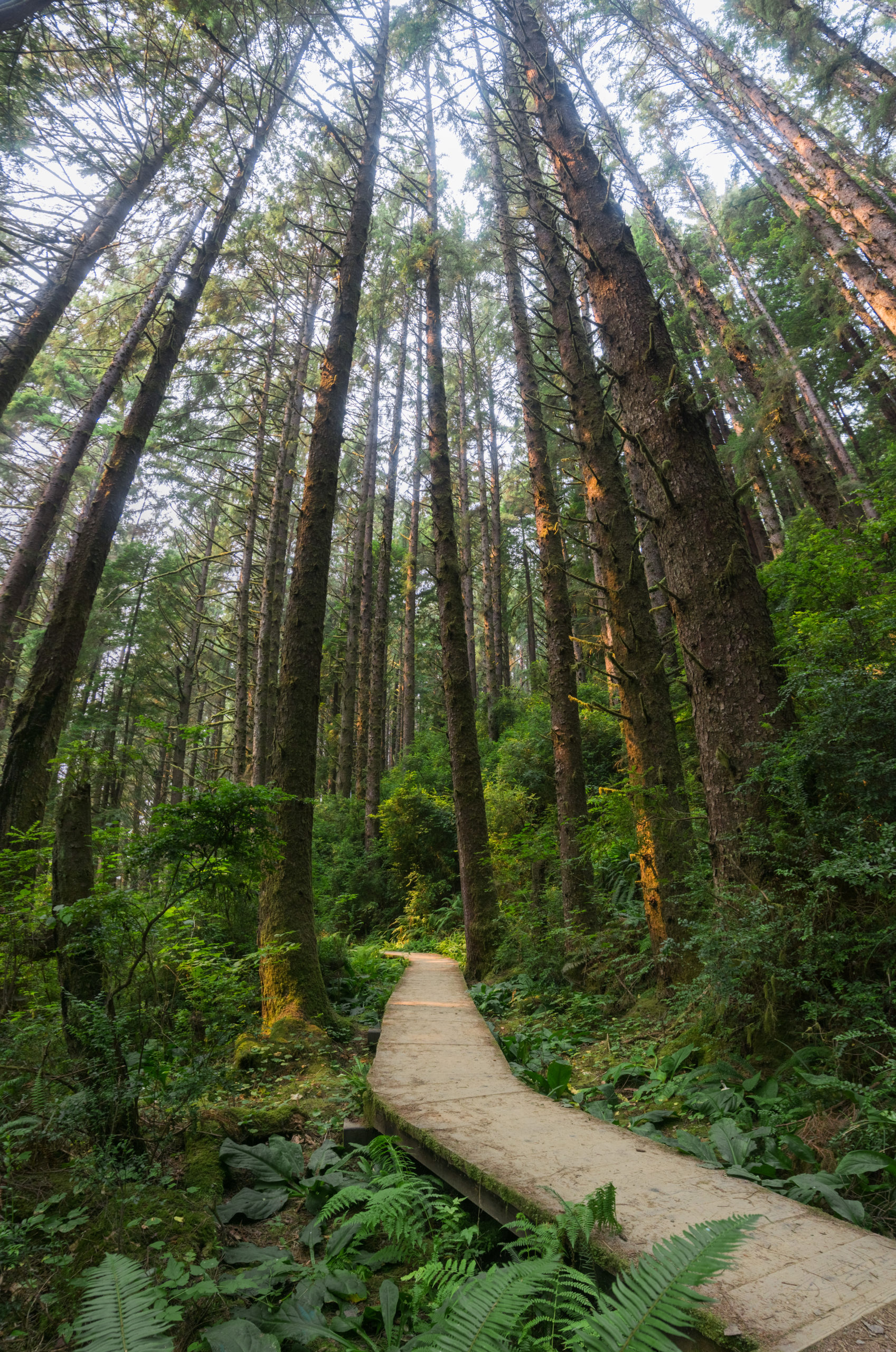 Peaceful walk on a wooden boardwalk through an evergreen trees f