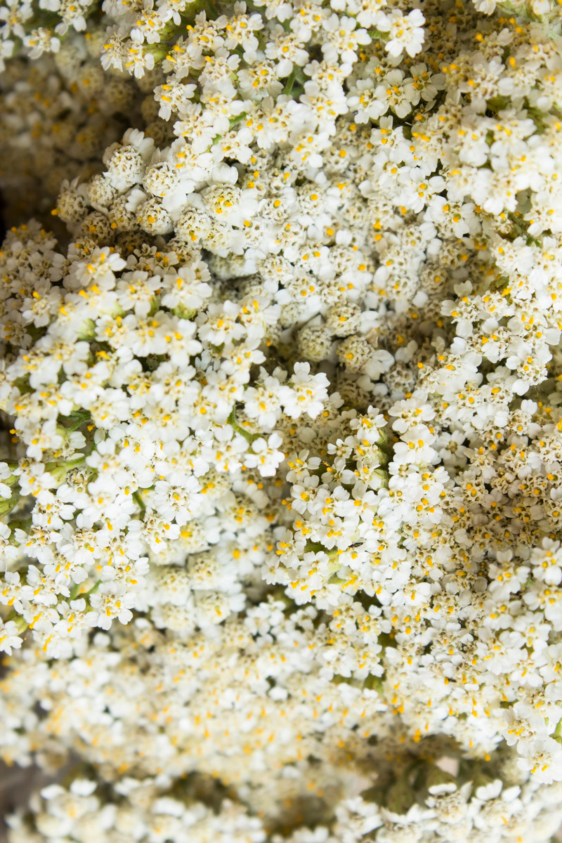 Achillea millefolium