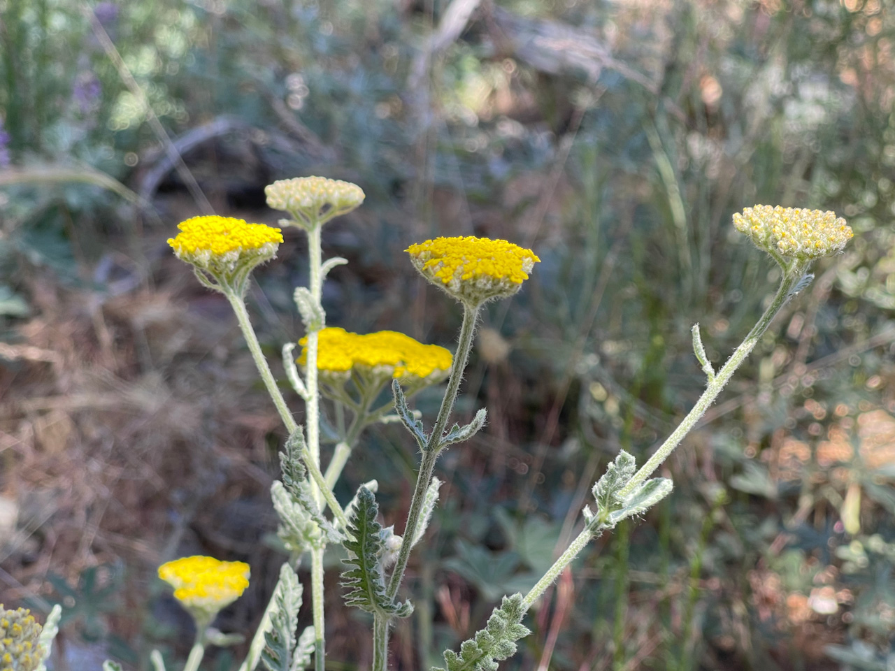 yarrow-moonshine-tops