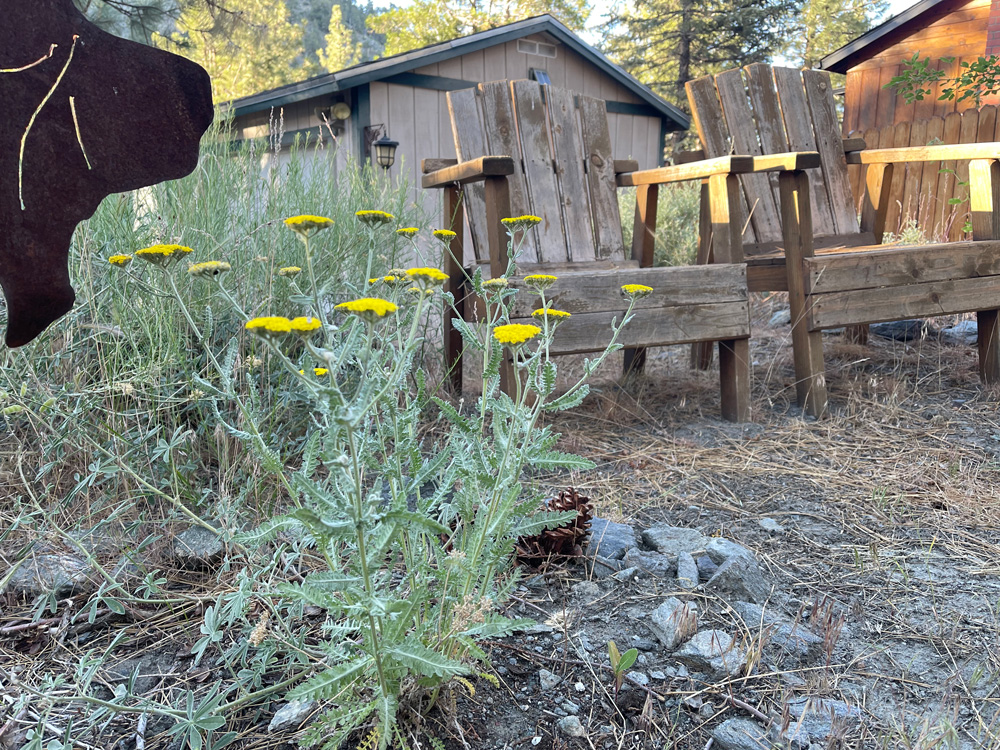 yarrow
