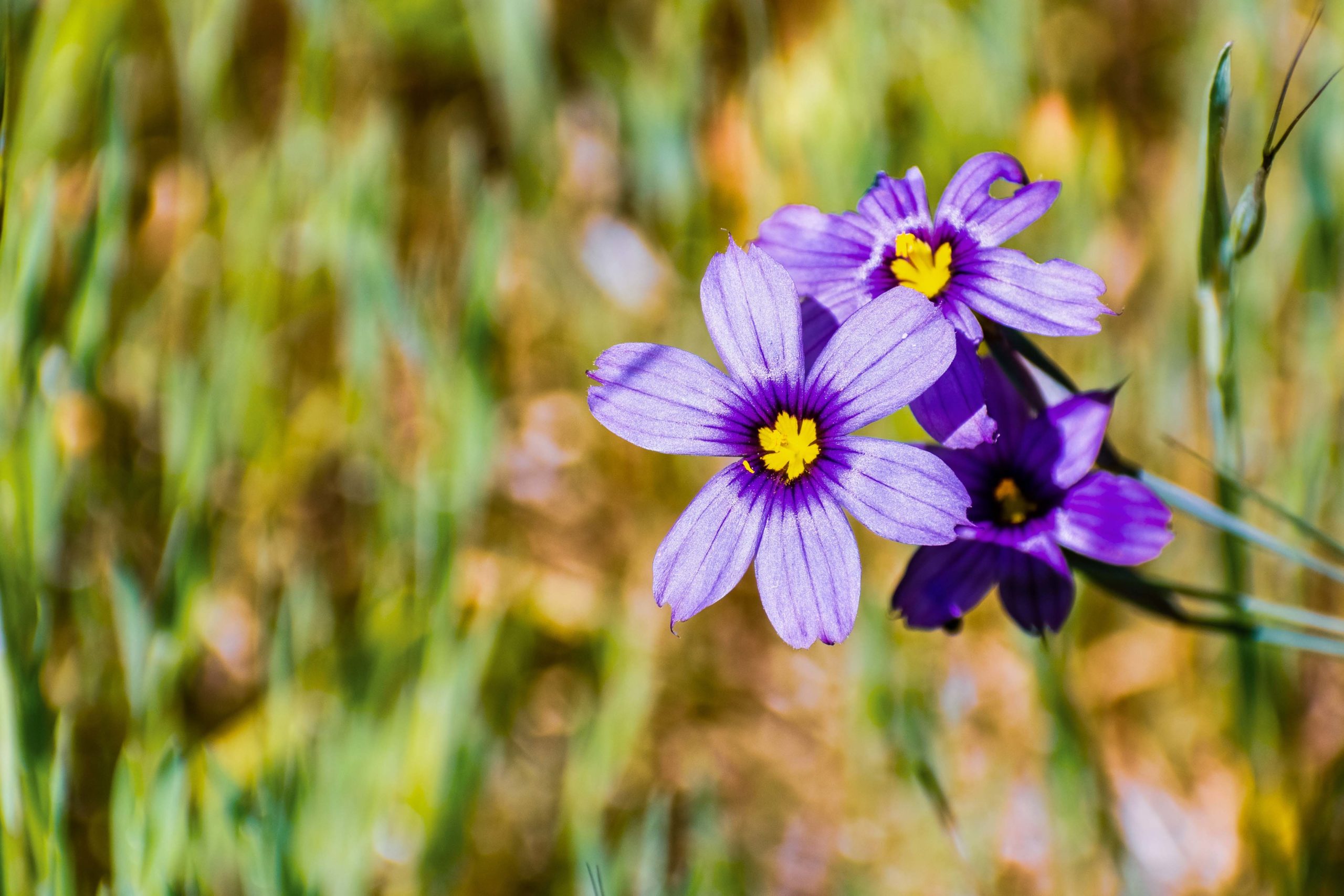 Close up of Blue-Eyed Grass (Sisyrinchium bellum) wildflowers bl