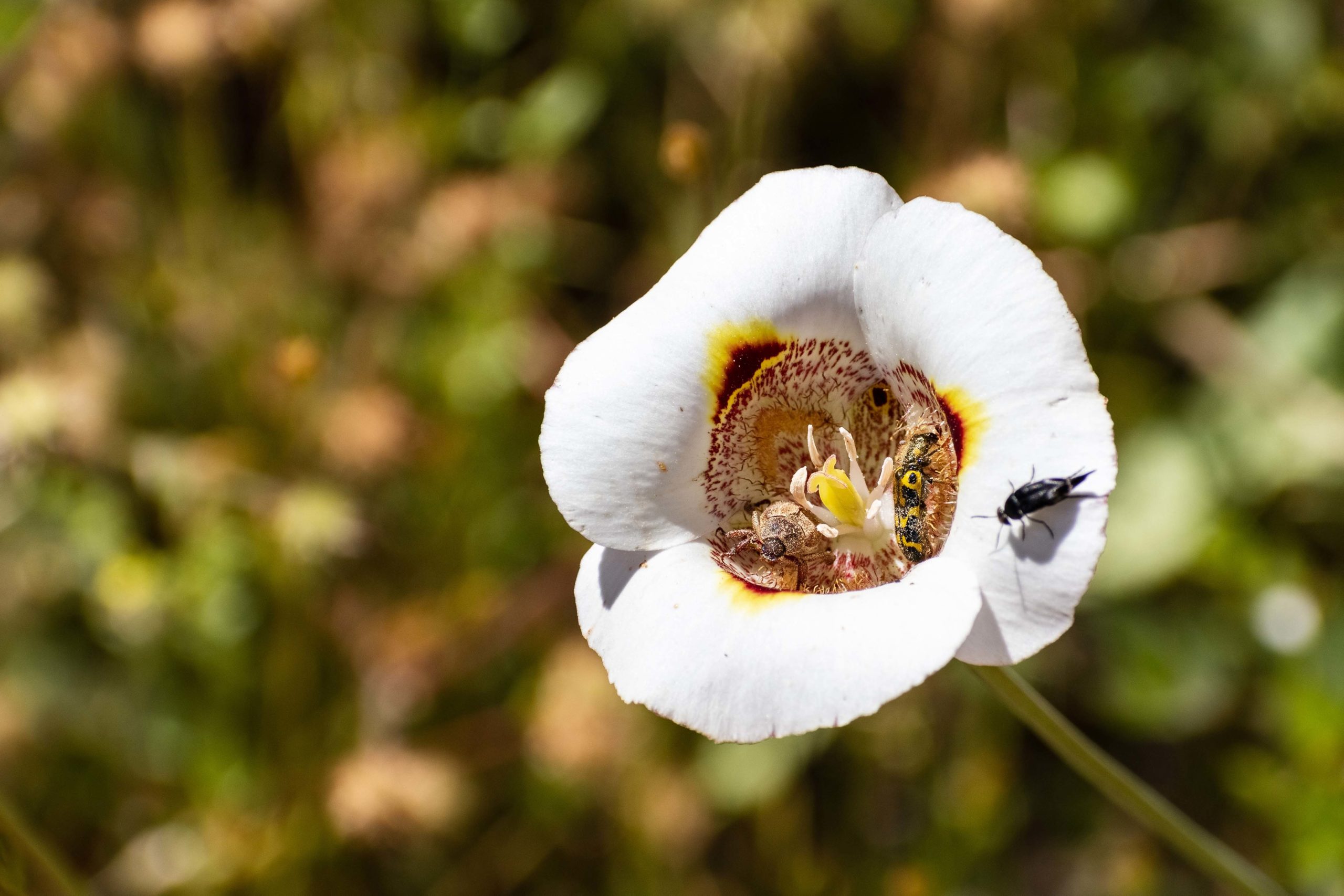 Close up of Butterfly Mariposa Lily (Calochortus venustus) wildf