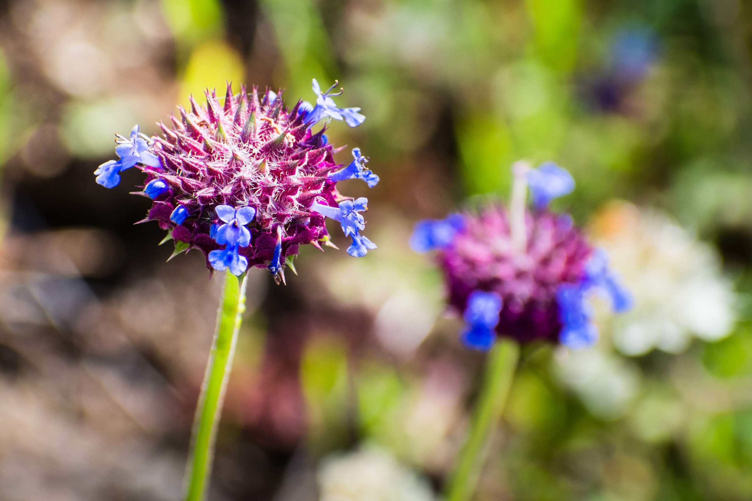 Chia sage (Salvia columbariae) wild flowers blooming in Santa Cl