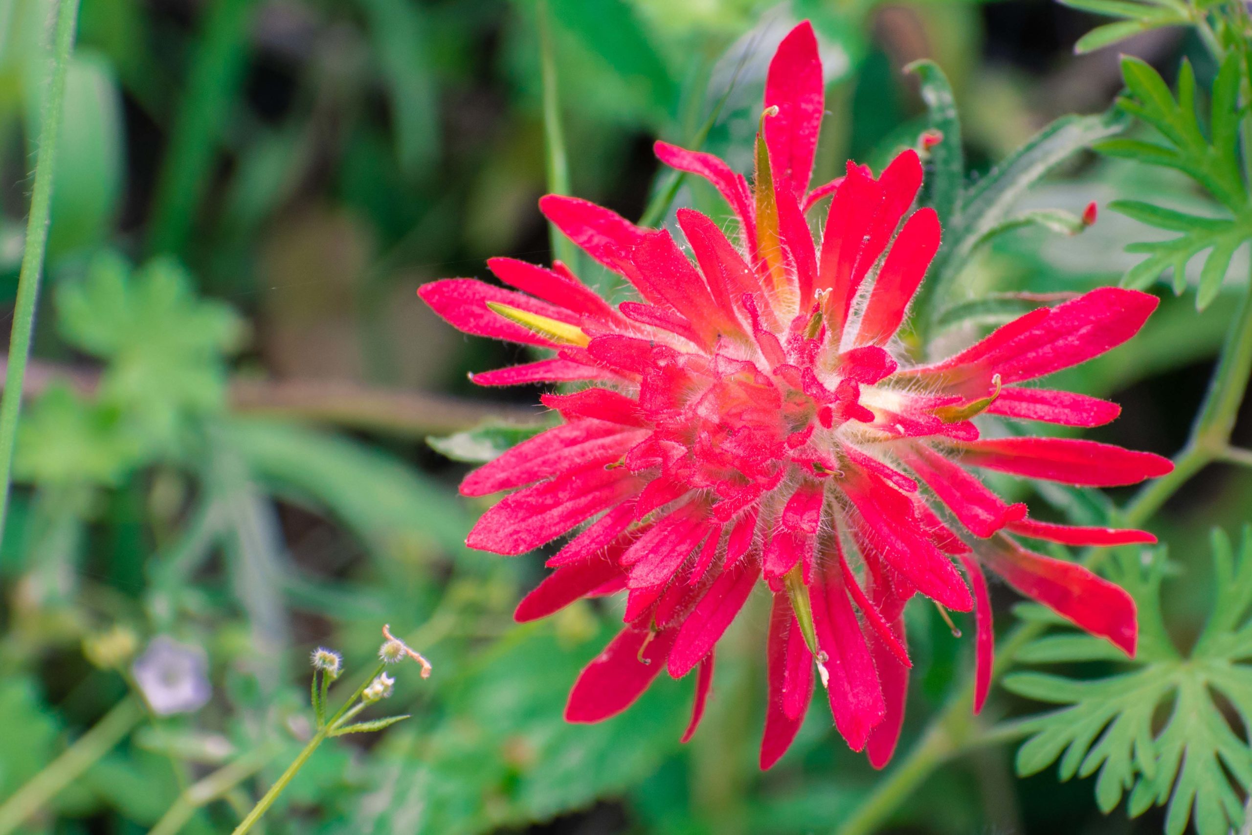 Close up of Indian paintbrush (Castilleja) wildflower, Alameda c