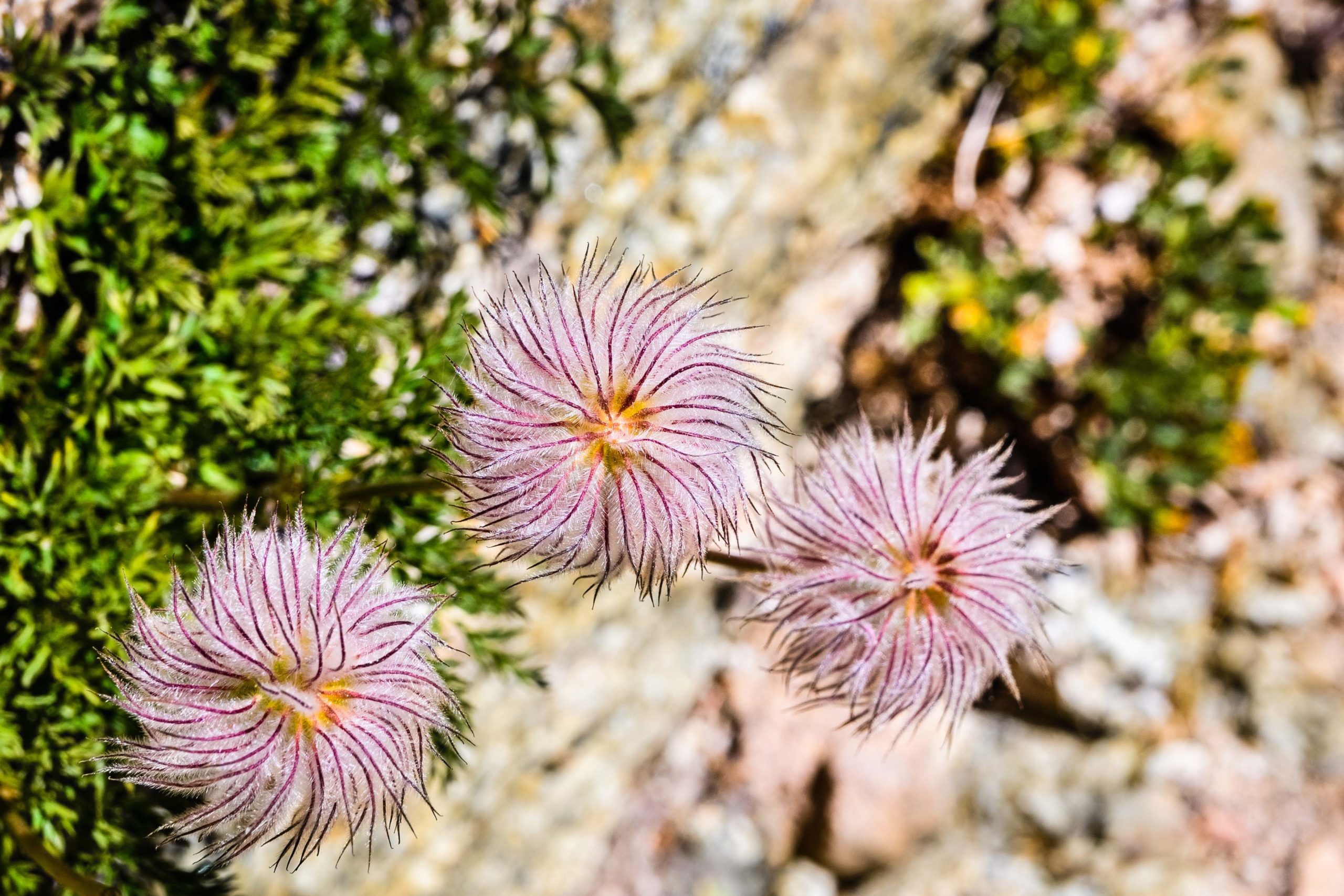 Close up of Western anemone (Anemone occidentalis) gone to seed