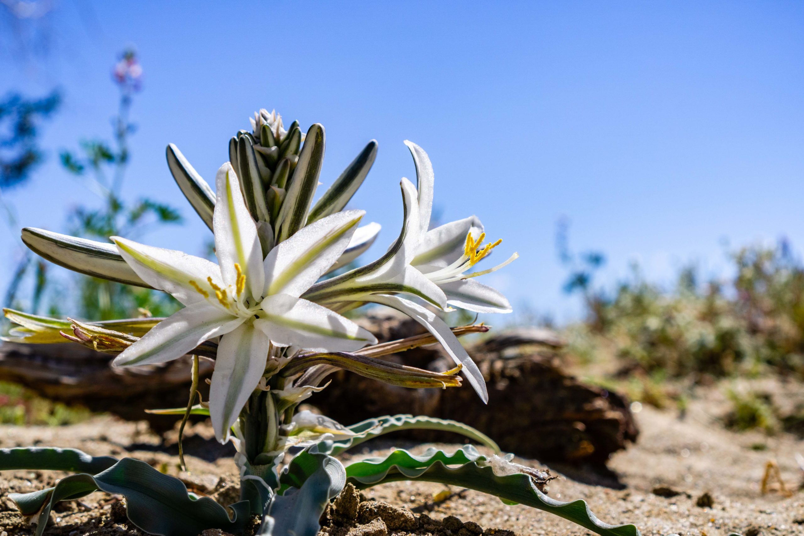 Close up of Desert Lily (Hesperocallis undulata) blooming in Anz