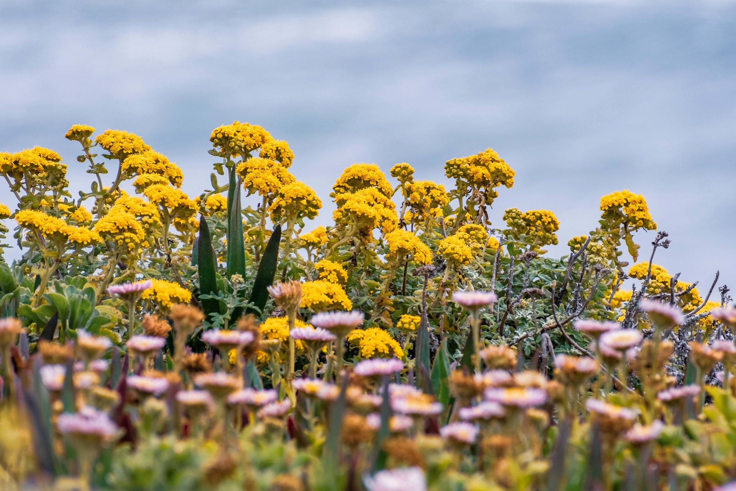 Golden Yarrow (Eriophyllum confertiflorum) wildflowers blooming