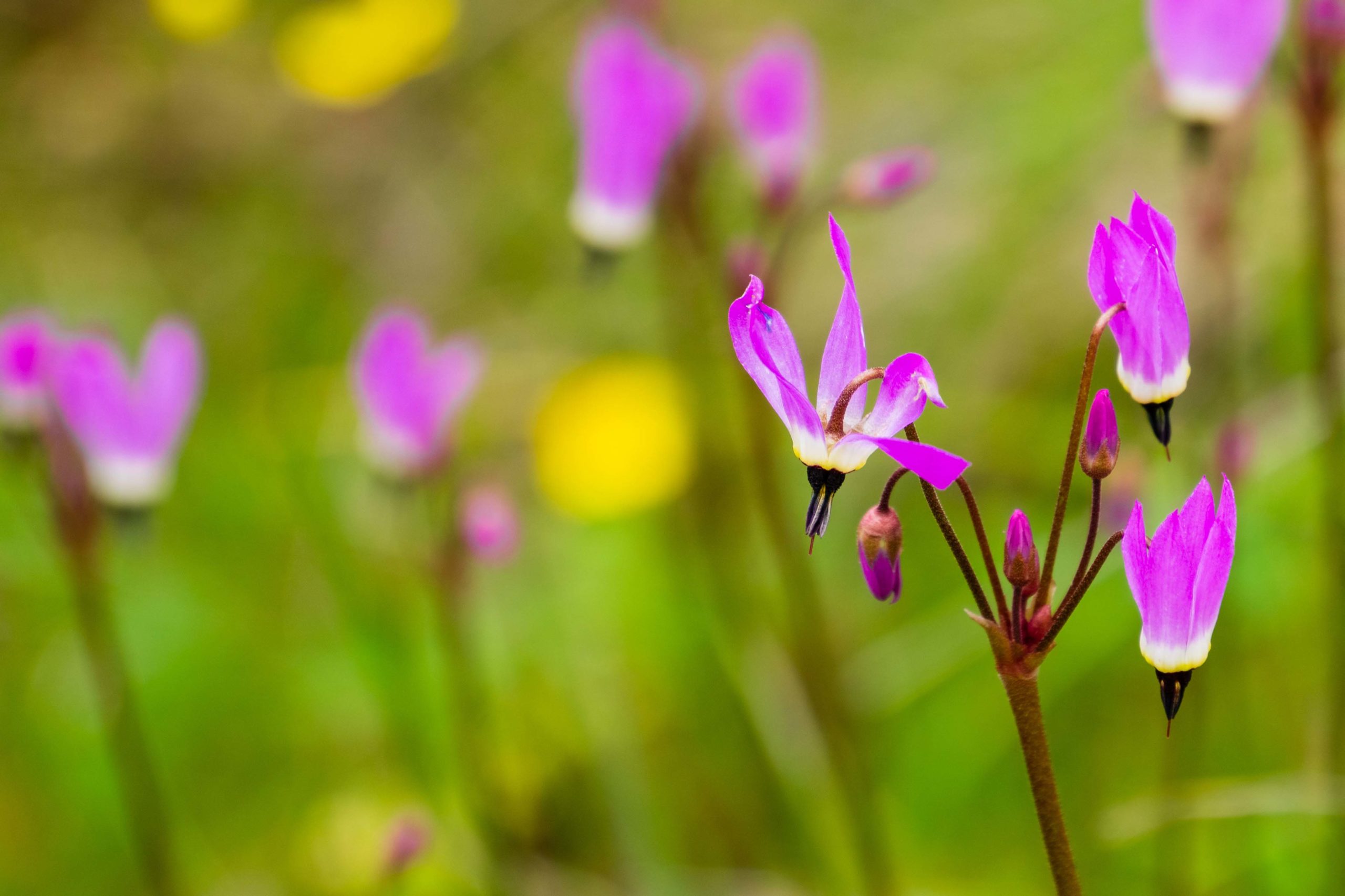 Close up Henderson’s Shooting Star (Primula hendersonii) on a fi
