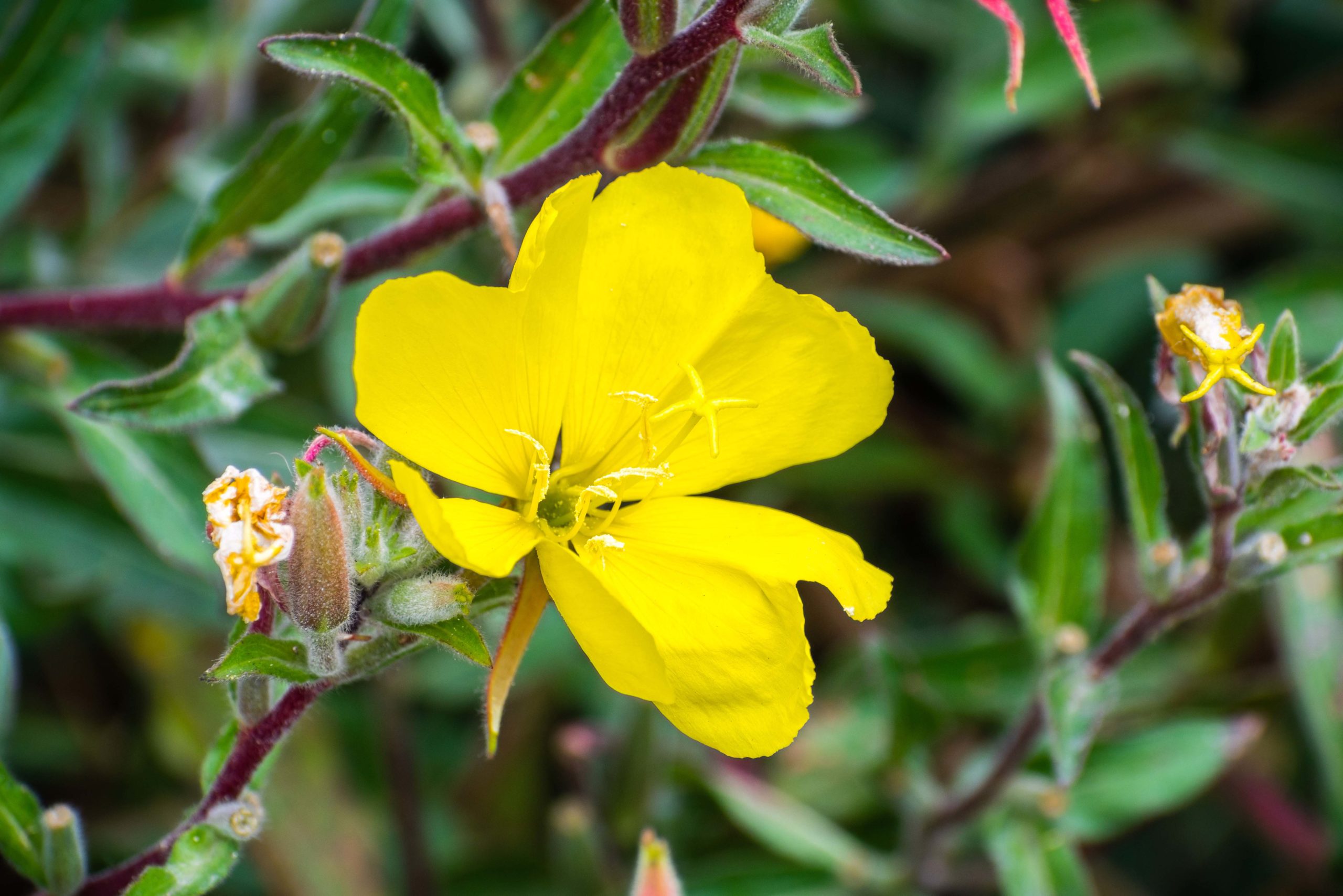 Hooker’s evening primrose (Oenothera elata) wildflower blooming