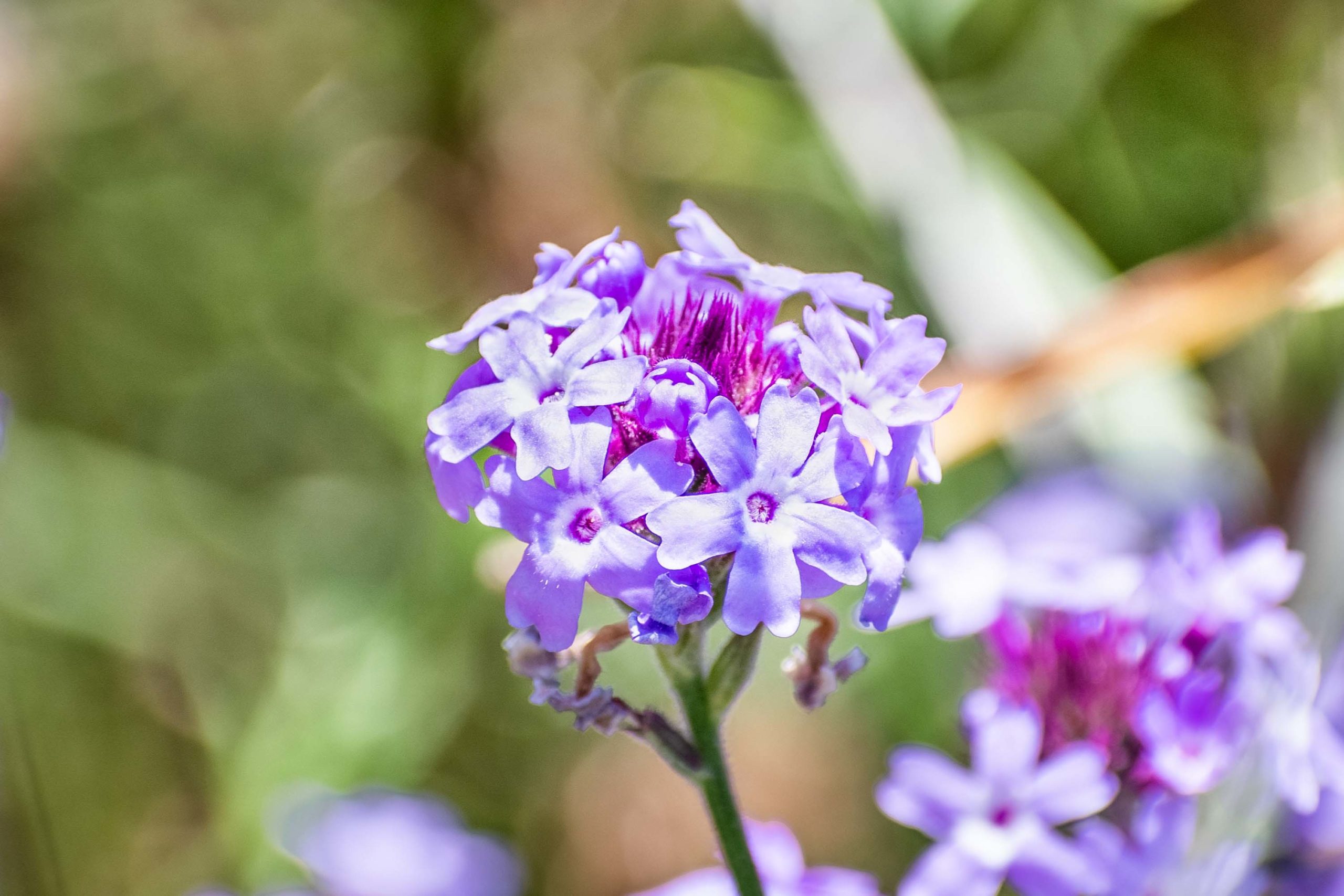 Close up of Lilac Verbena (Verbena lilacina ‘De La Mina’), endem