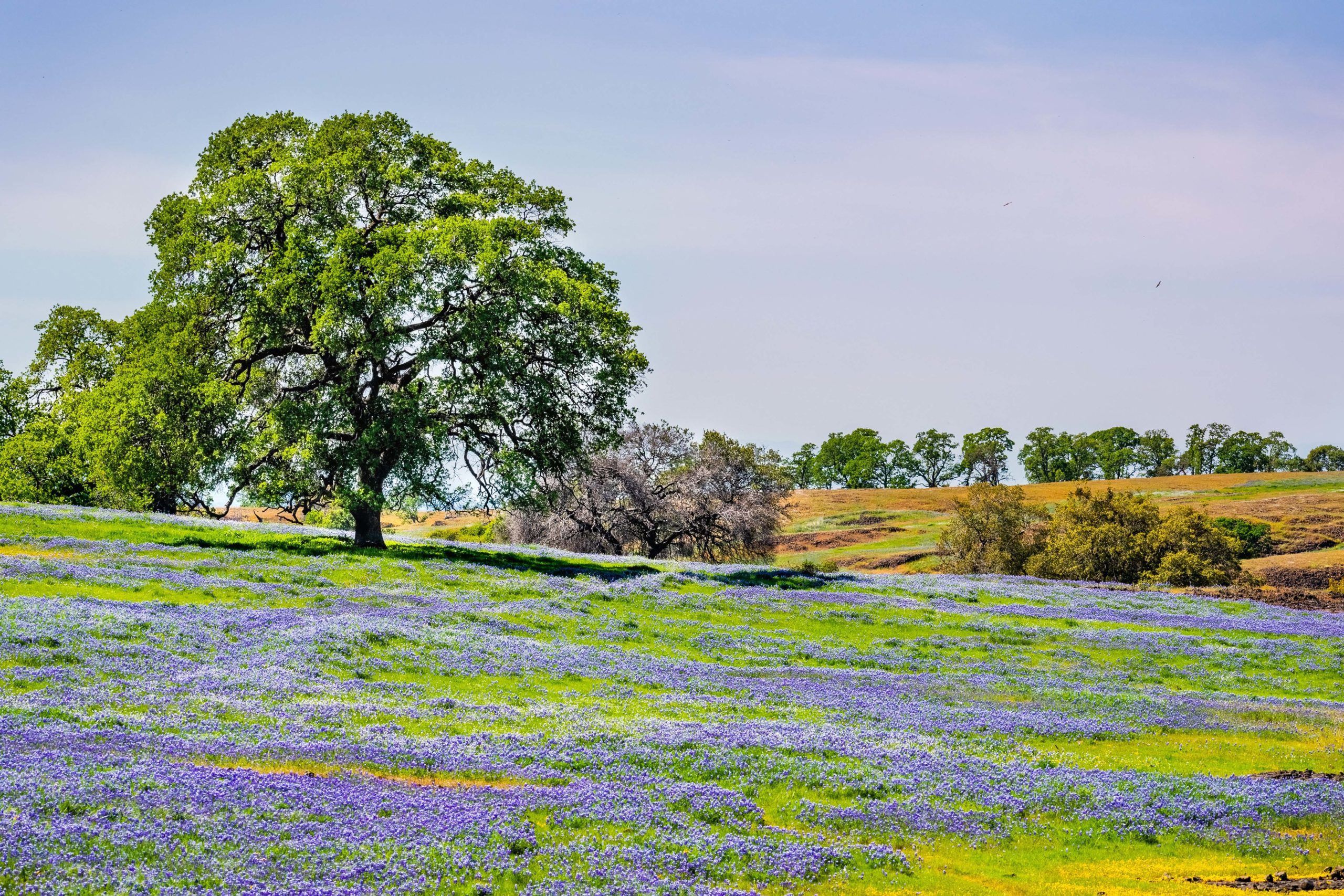 Oak tree growing on a meadow covered in blooming wildflowers on