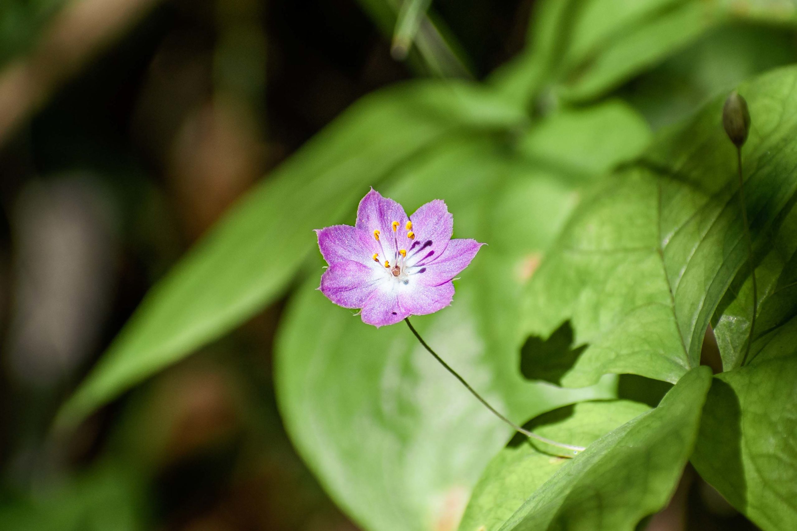 Pacific starflower (Lysimachia latifolia) blooming in the forest