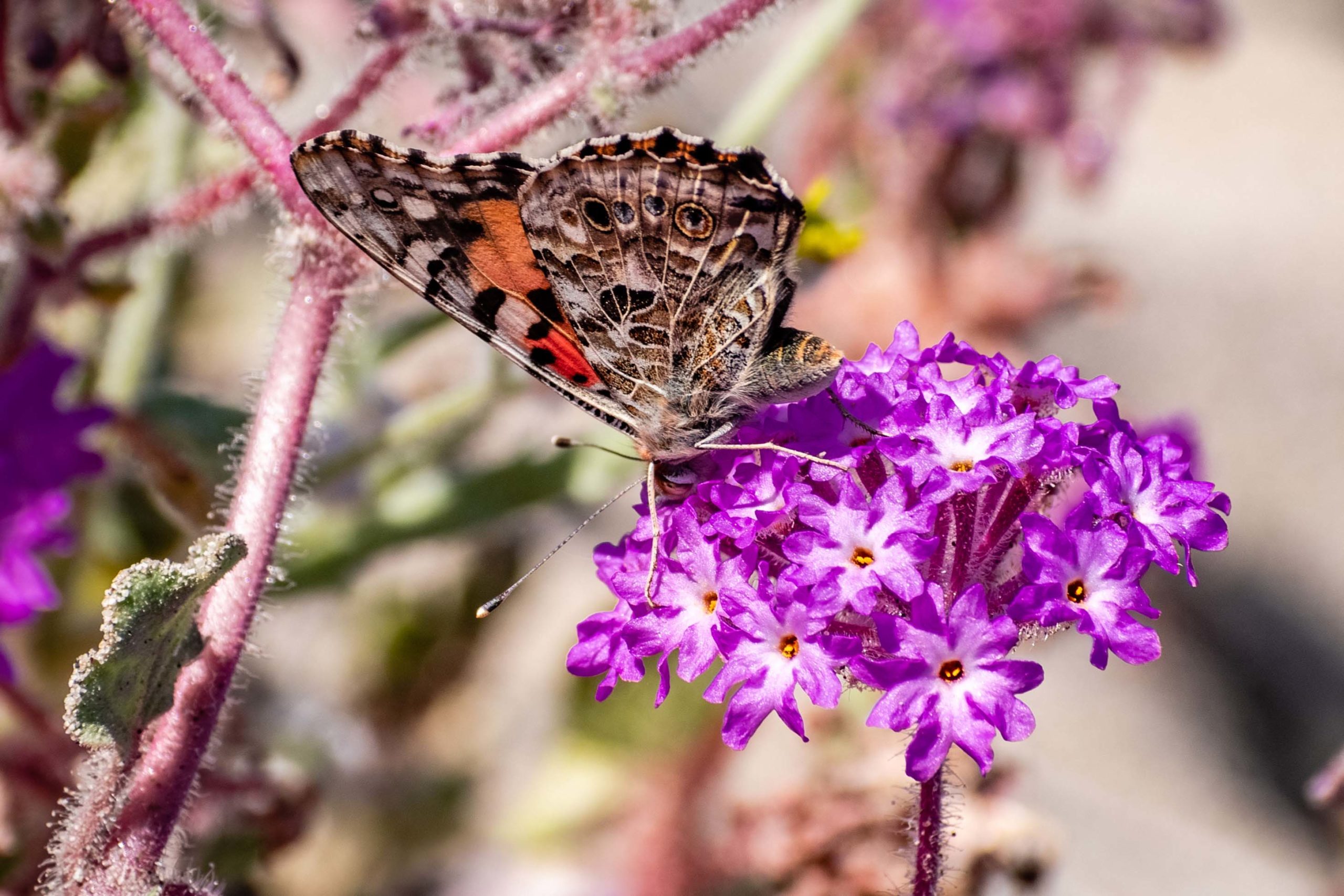 Painted lady (Vanessa cardui) butterfly on a sand verbena (Abro