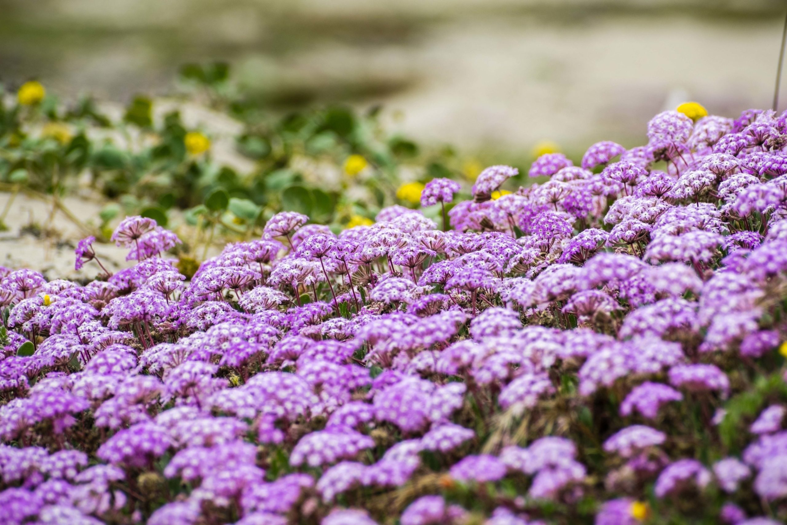 Pink Sand Verbena (Abronia umbellata) wildflowers blooming on th