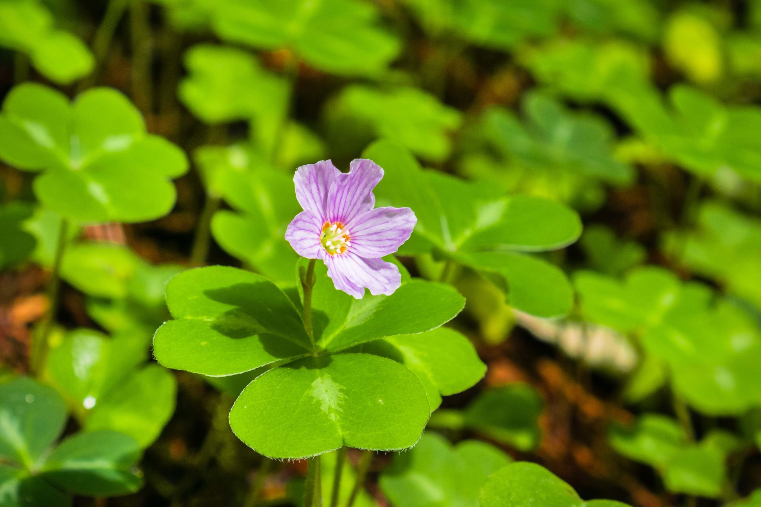Redwood sorrel flower and leaves (Oxalis oregana) in the forests