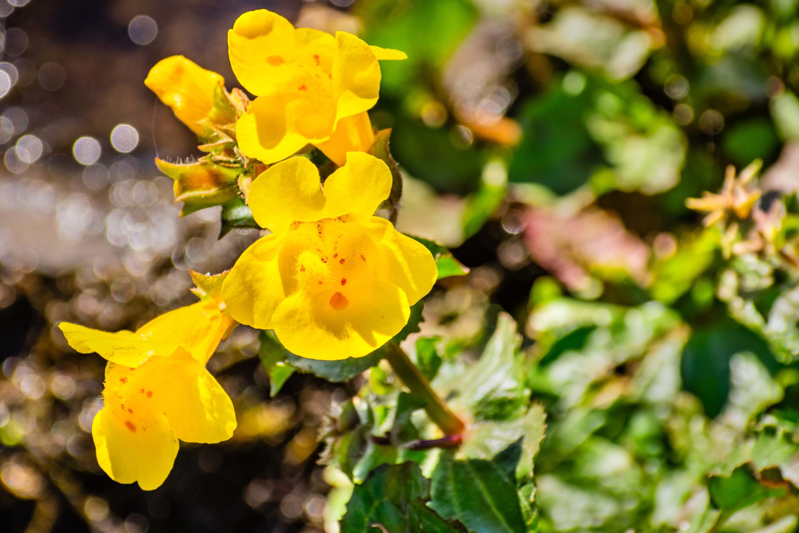 Close up of Seep monkey flower (Mimulus guttatus) blooming in No