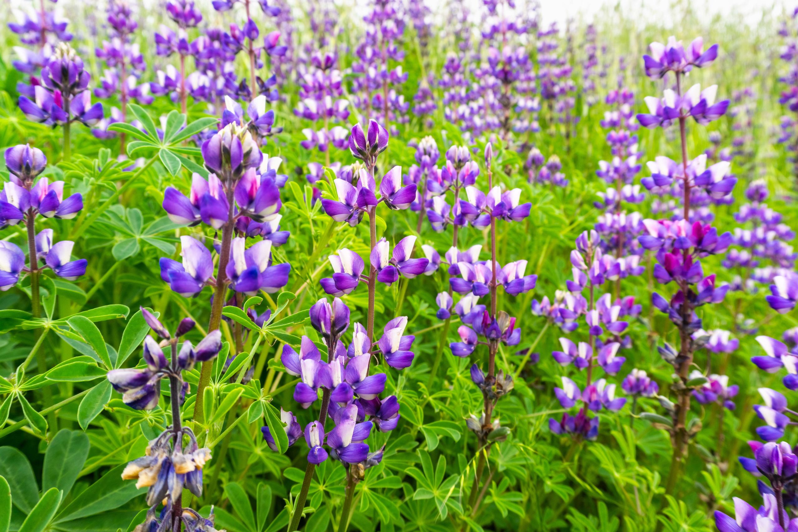 Silver Lupine (Lupinus albifrons) wildflowers blooming in south