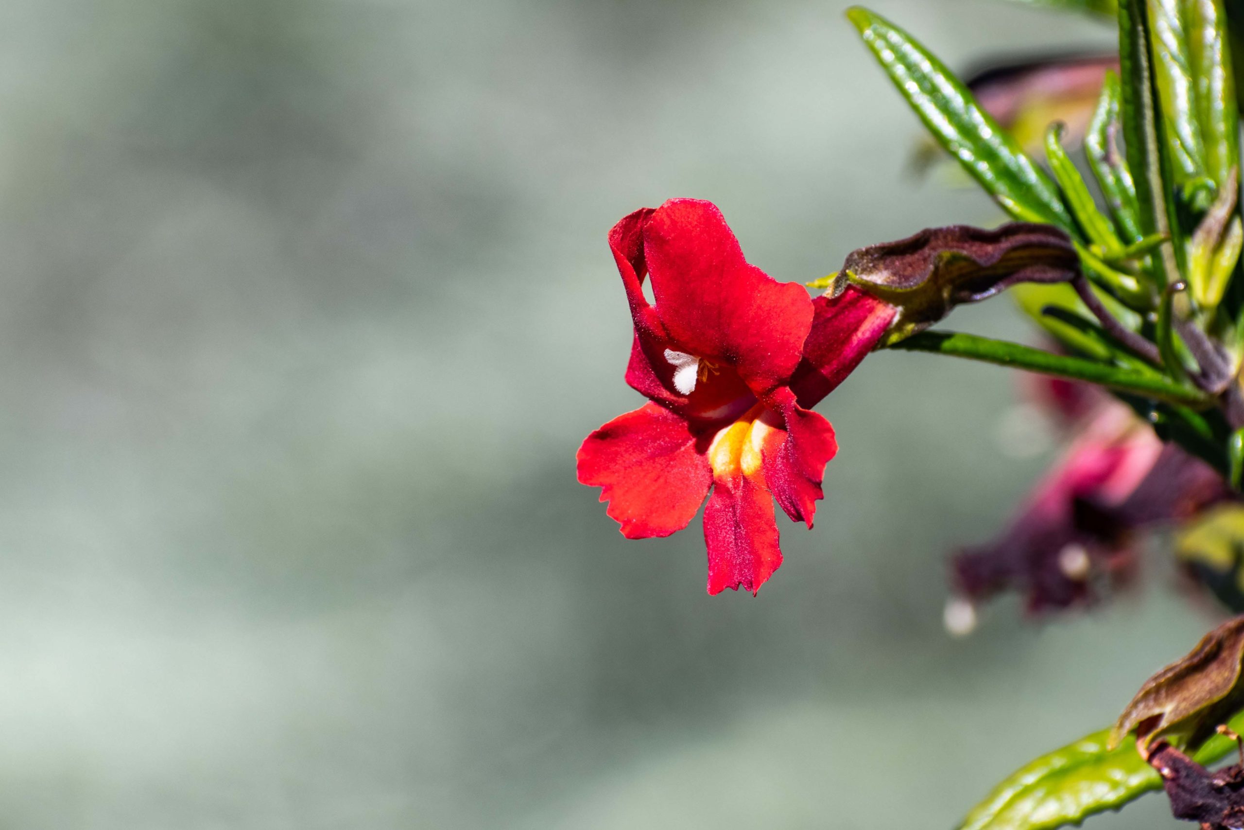 Close up of Sticky Monkey Flowers (Diplacus puniceus) wildflower