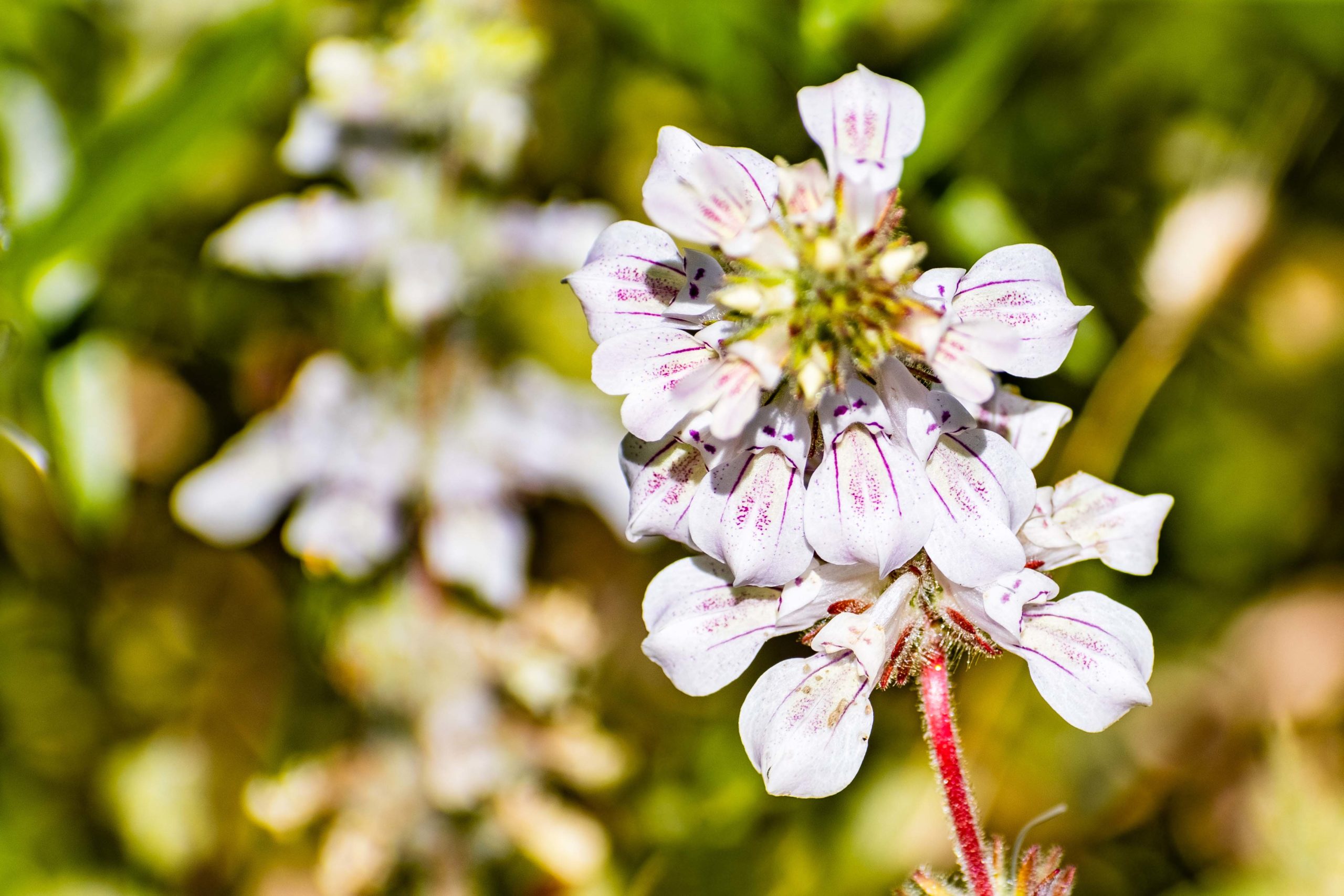 Close up of Tincture plant (Collinsia tinctoria) wildflowers blo