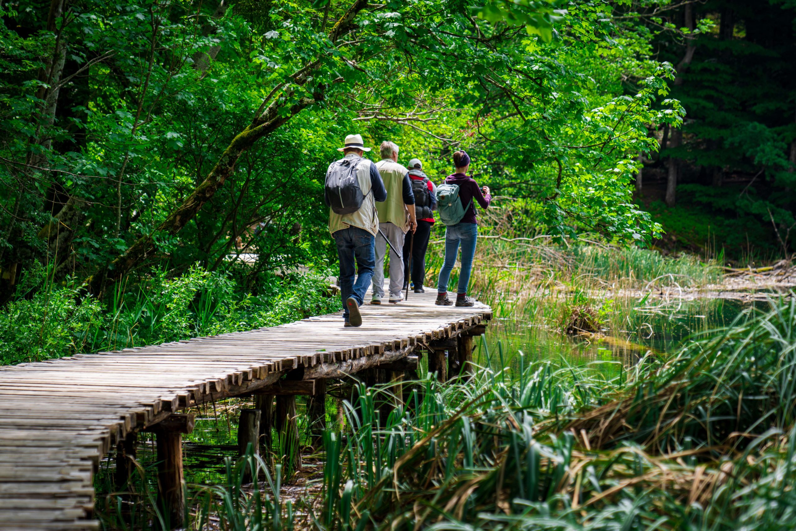Tourists walk in the park on a wooden deck in the green forest near the lake.