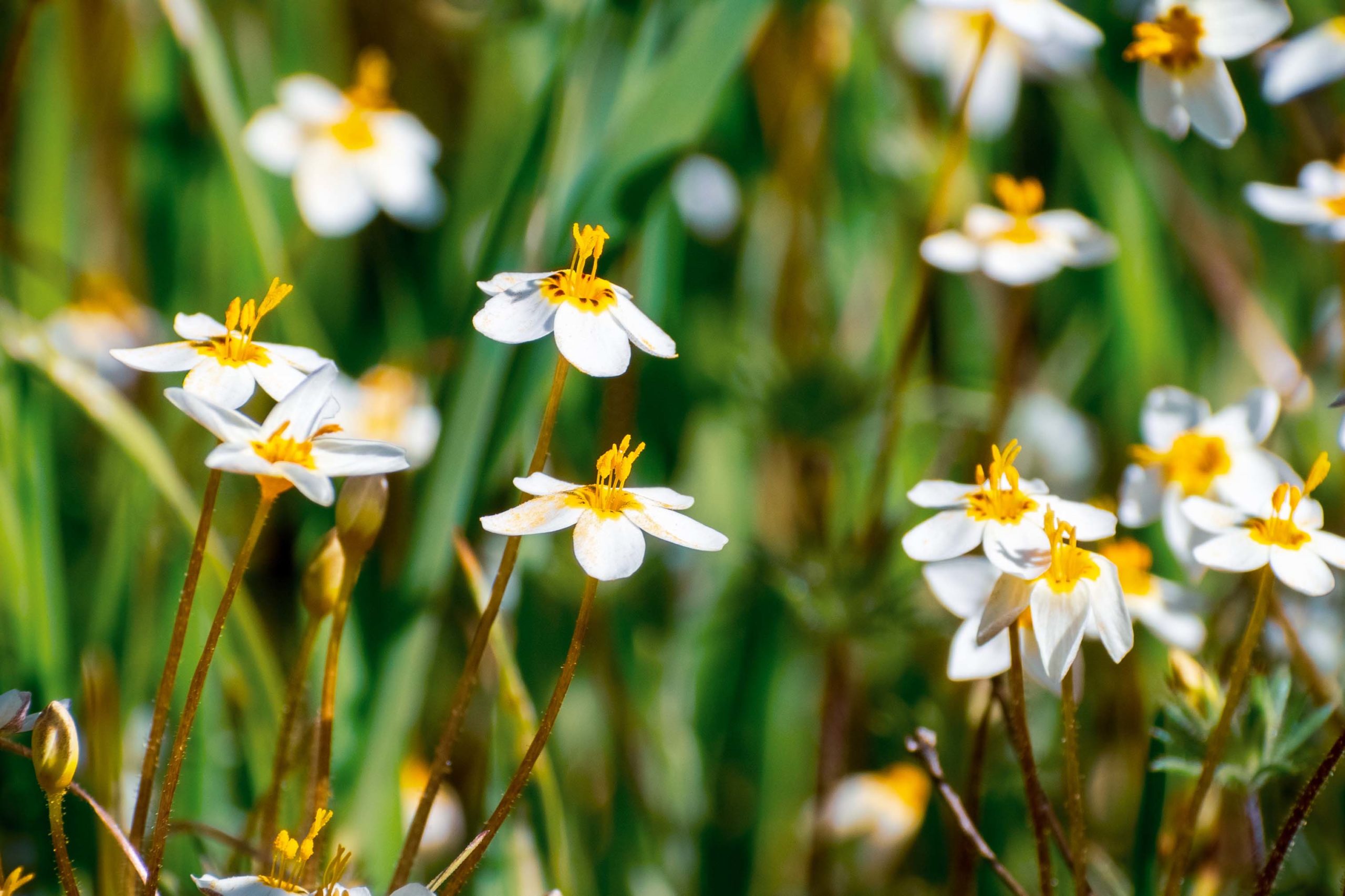 Variable Linanthus (Leptosiphon parviflorus) wildflowers bloomin