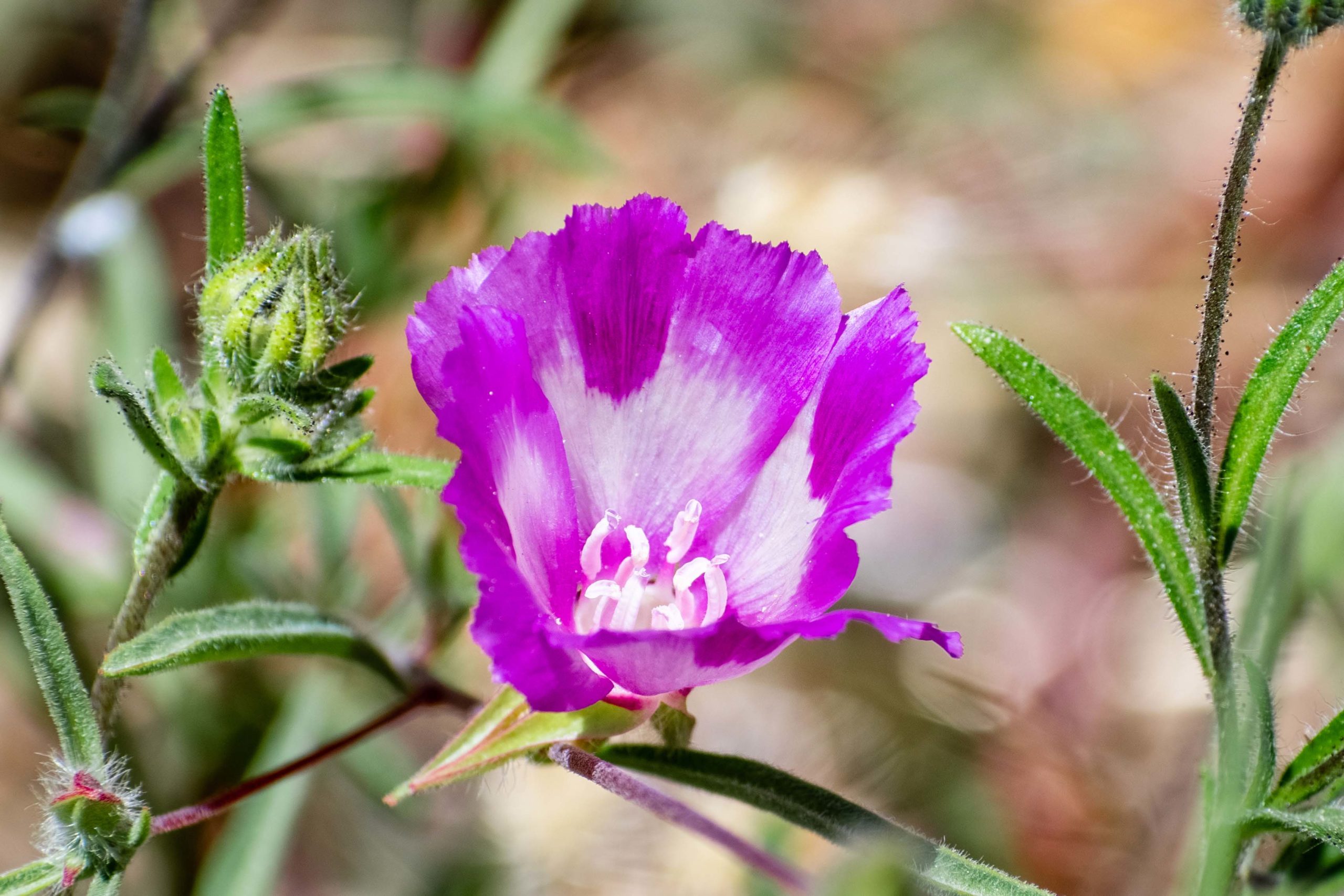 Williamson’s Clarkia (Clarkia williamsonii) wildflower blooming