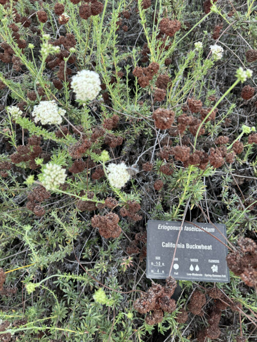 CA Buckwheat, a mountain native plant and desert native plant