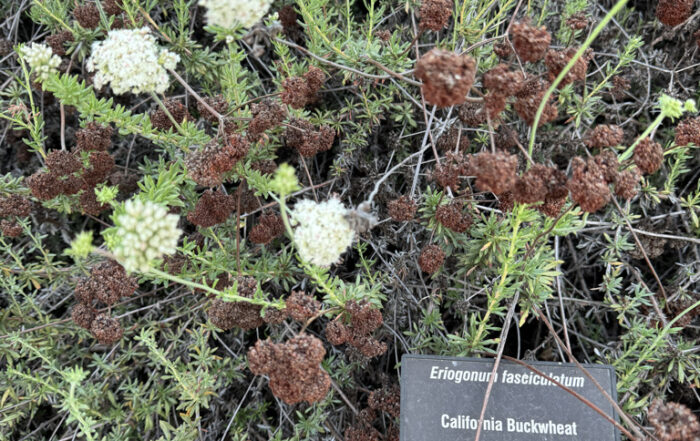 CA Buckwheat, a mountain native plant and desert native plant