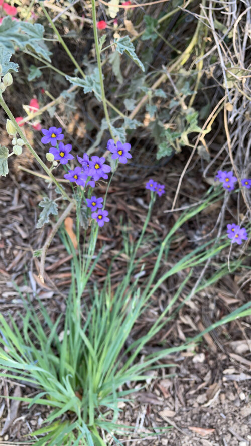 (Sisyrinchium bellum)