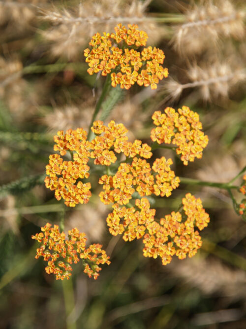 Yarrow 'Terra Cotta'