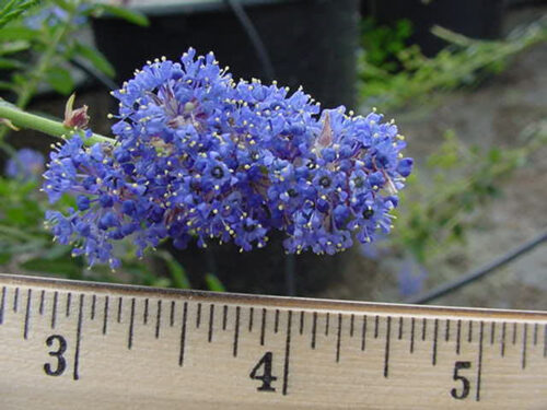Ceanothus 'Concha'