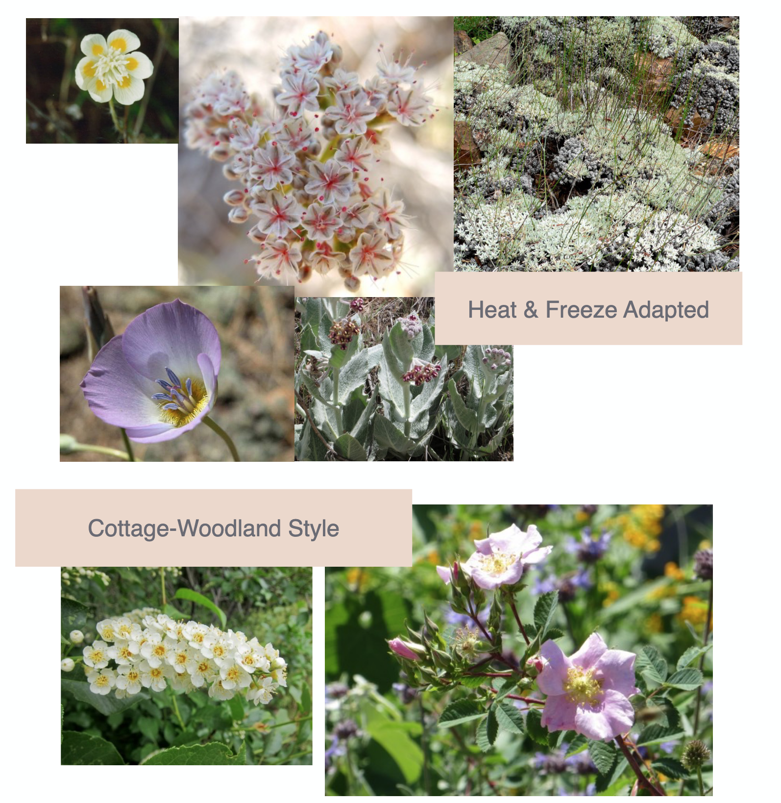 Grimm Gardens Heat and Frost adapted plants
