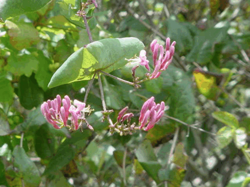 Pink Southern Honeysuckle (Lonicera hispidula var. vacillans)
