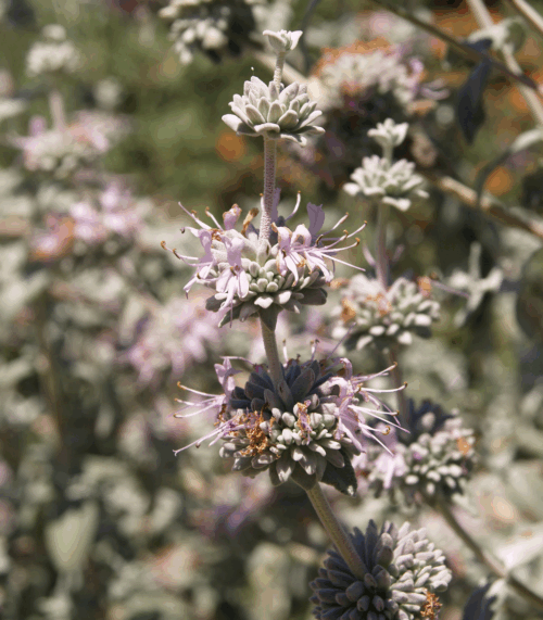 Purple Sage, Salvia leucophylla