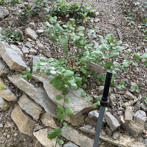 Catalina Currant, Island Perfume