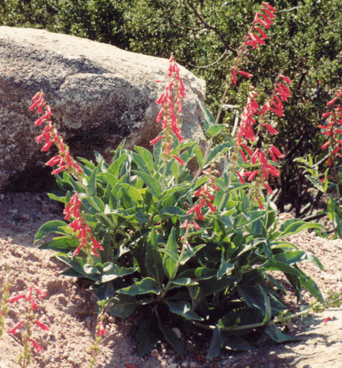 Firecracker Penstemon (Penstemon eatonii)