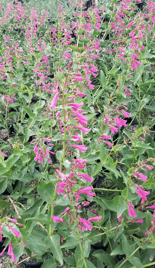 Desert Penstemon