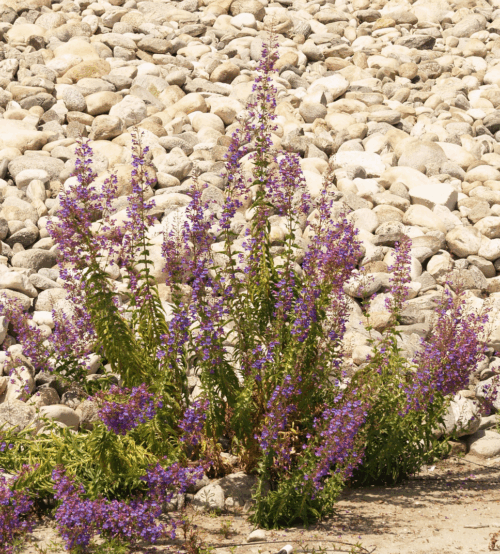 Showy Penstemon