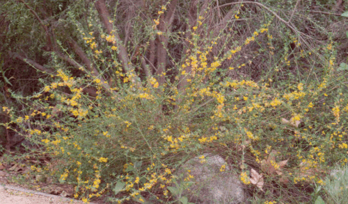 Deer Plant (Acmispon glaber)