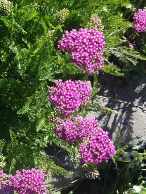 Yarrow 'Island Pink'